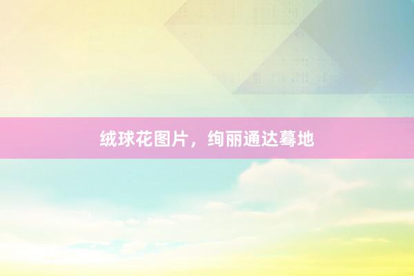 绒球花图片，绚丽通达蓦地
